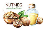 Nutmeg. Watercolor collection