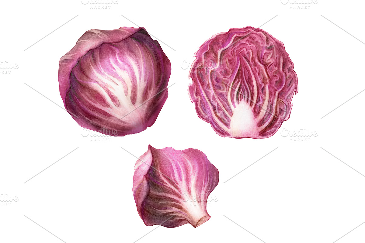 Radicchio Pencil Illustration in Illustrations - product preview 8