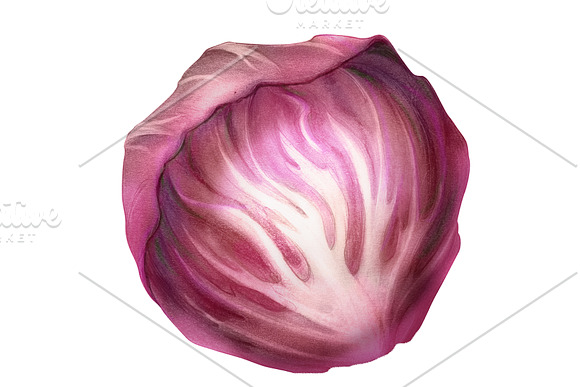 Radicchio Pencil Illustration in Illustrations - product preview 1