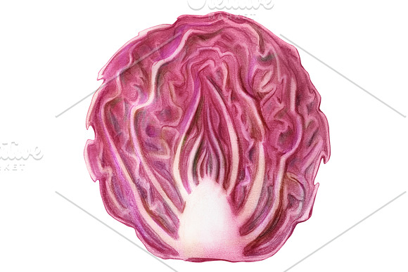 Radicchio Pencil Illustration in Illustrations - product preview 2