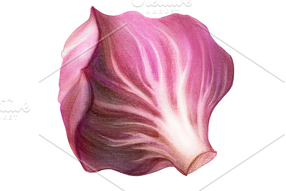 Radicchio Pencil Illustration in Illustrations - product preview 3