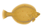 European Plaice Fish