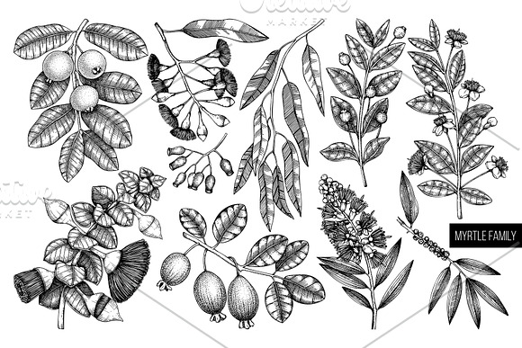 Black Myrtle Design Collection in Illustrations - product preview 2