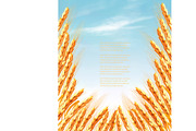 Ears of wheat background. Vector 
