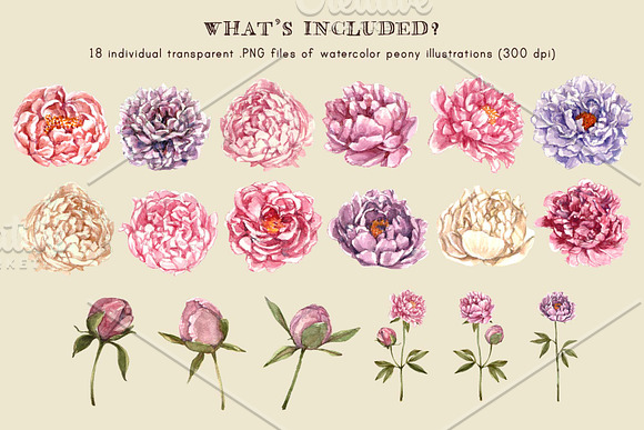 Watercolor Peonies & Foliage in Illustrations - product preview 4