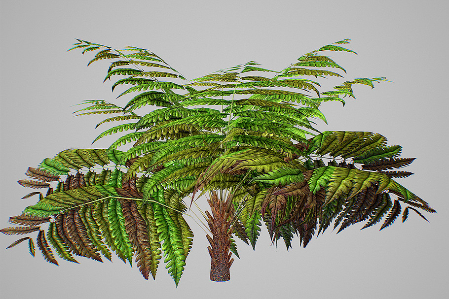 Alsophila Fern average LOW in Nature - product preview 8