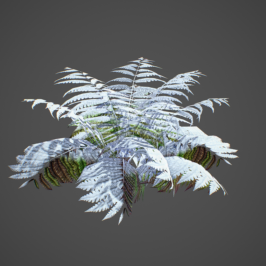 Alsophila Fern average LOW in Nature - product preview 2