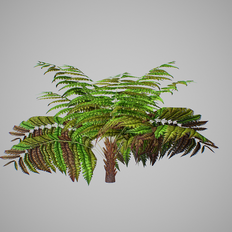 Alsophila Fern average LOW in Nature - product preview 3
