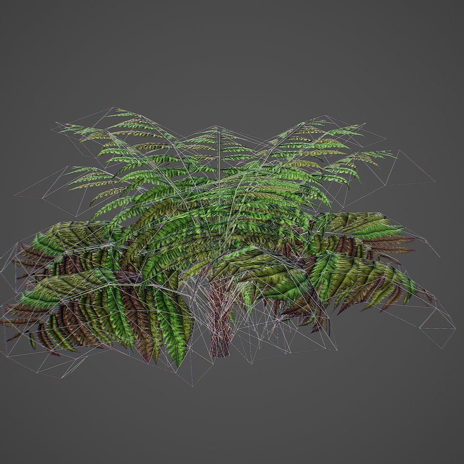 Alsophila Fern average LOW in Nature - product preview 4