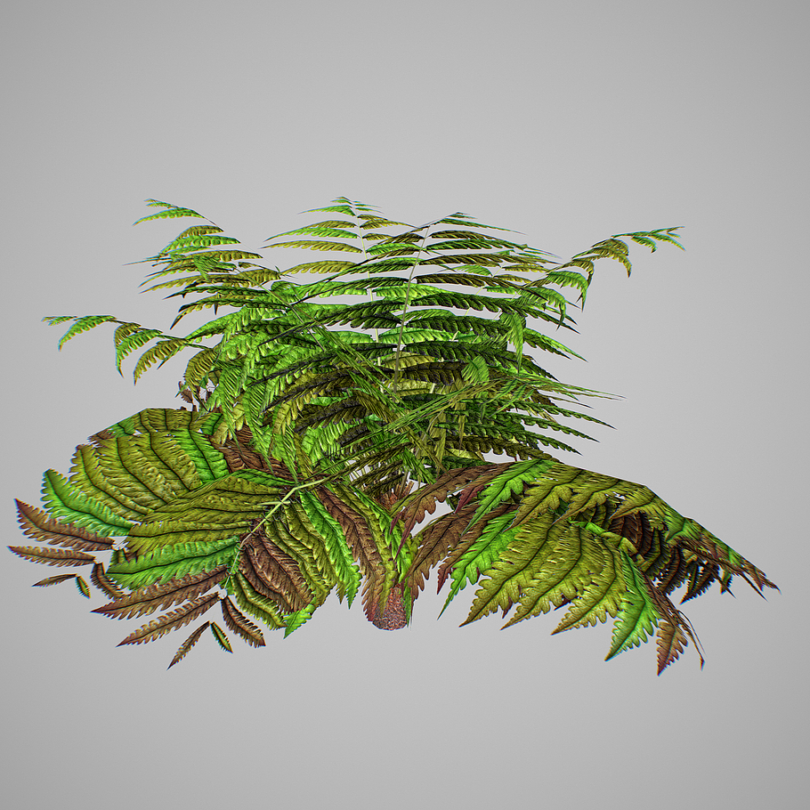 Alsophila Fern average LOW in Nature - product preview 6