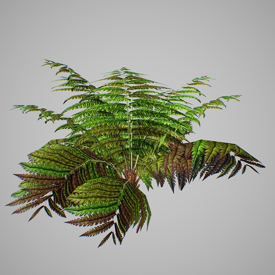 Alsophila Fern average LOW in Nature - product preview 7