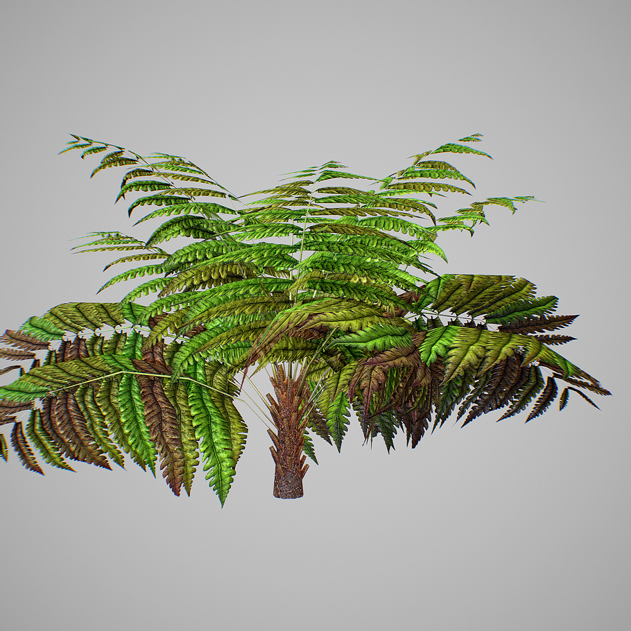 Alsophila Fern average LOW in Nature - product preview 9