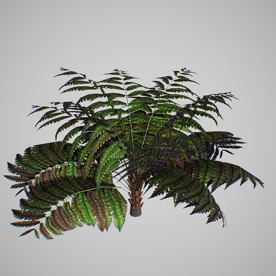 Alsophila Fern average LOW in Nature - product preview 11