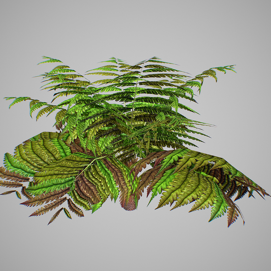 Alsophila Fern average LOW in Nature - product preview 12
