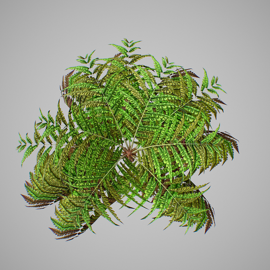 Alsophila Fern average LOW in Nature - product preview 14