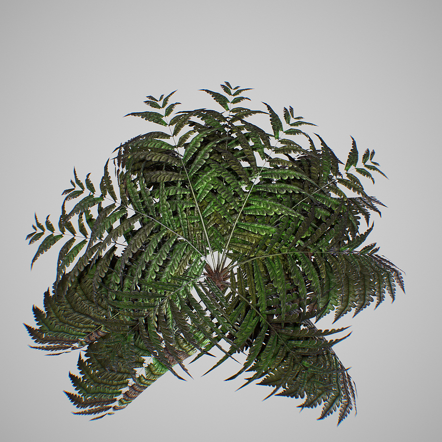 Alsophila Fern average LOW in Nature - product preview 15
