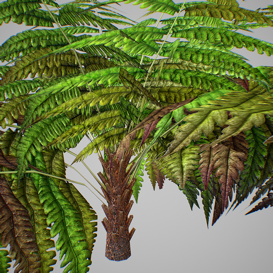 Alsophila Fern average LOW in Nature - product preview 16