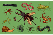 Big set of insects. Vintage