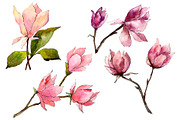 Tender pink magnolia PNG watercolor 
