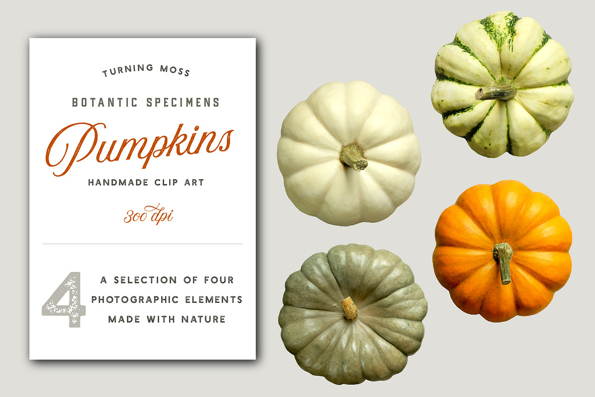 Pumpkins - Realistic Top View MockUp in Objects - product preview 8