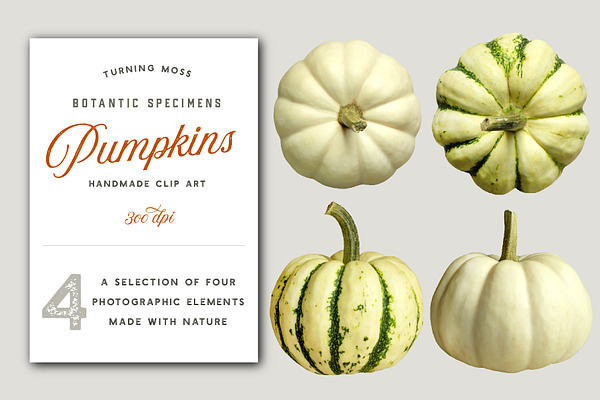 White Pumpkins - Realistic MockUp