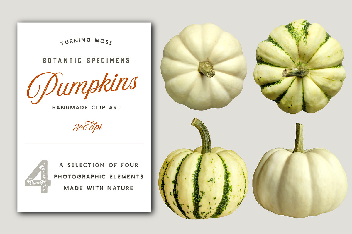 White Pumpkins - Realistic MockUp in Objects - product preview 8