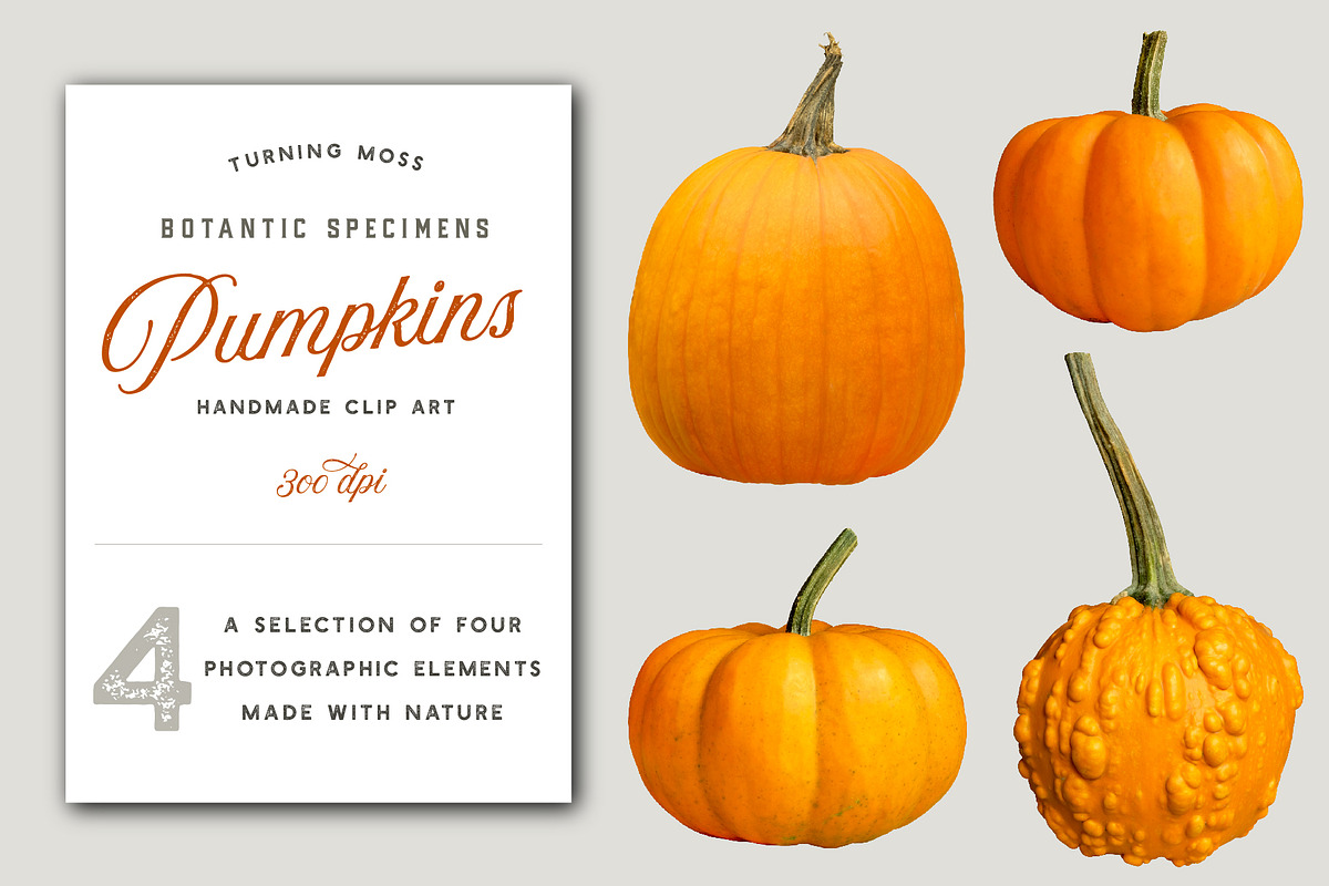 Orange Pumpkins - Realistic MockUps in Objects - product preview 8