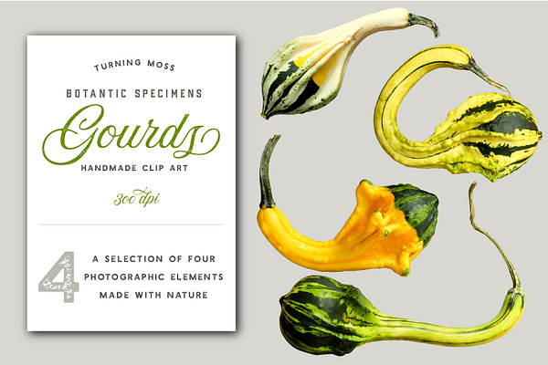 Gourds - Realistic Isolated MockUp