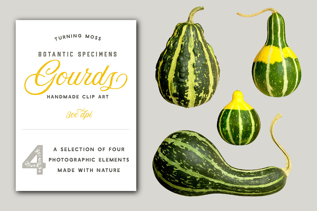 Gourds - Isolated Realistic MockUp in Objects - product preview 8