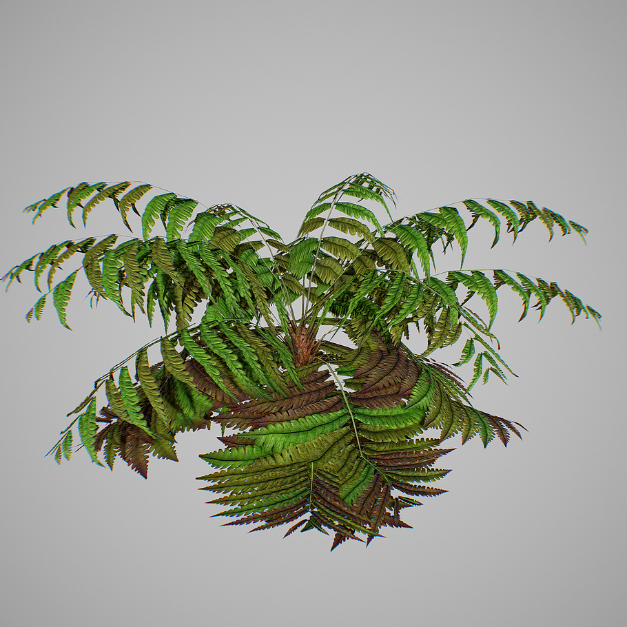 Alsophila fern old LOW in Nature - product preview 9