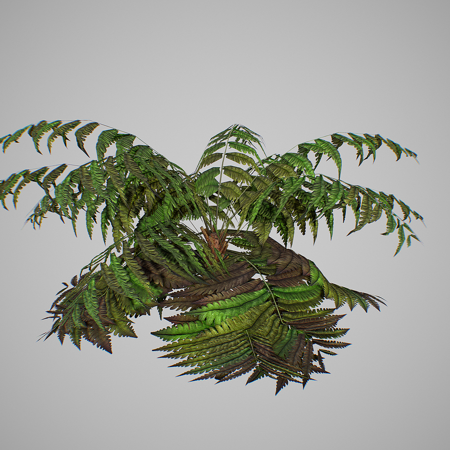 Alsophila fern old LOW in Nature - product preview 11