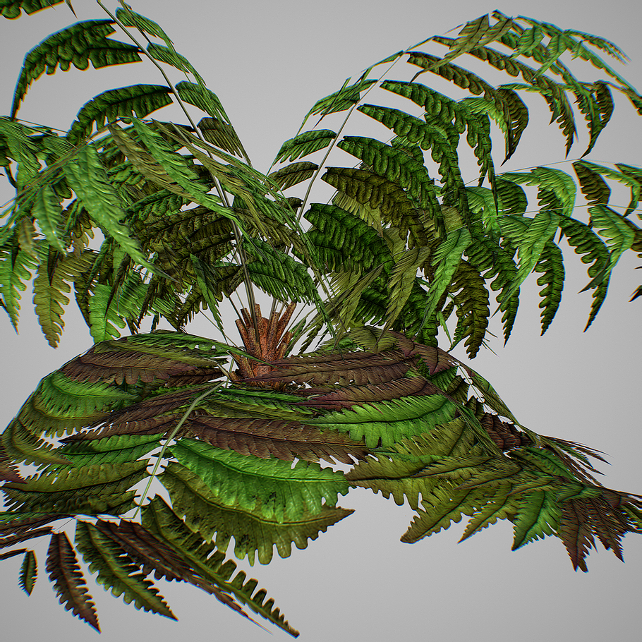Alsophila fern old LOW in Nature - product preview 16