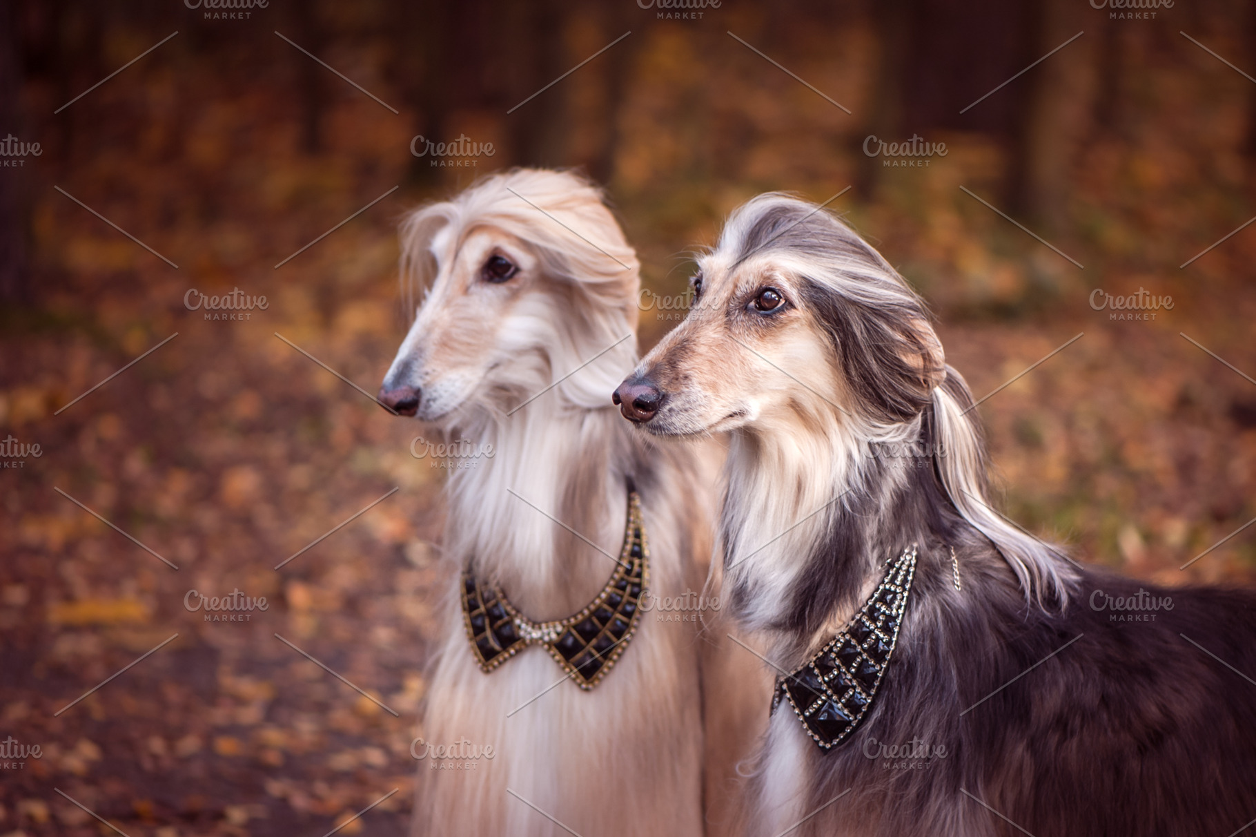 Two Magnificent Afghan Hounds