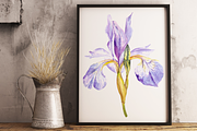 Watercolor Purple Iris Clipart&Print