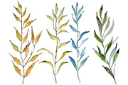 Willow branches PNG watercolor set