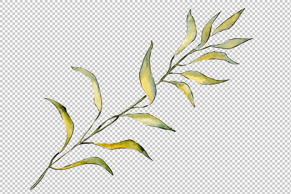 Willow branches PNG watercolor set in Illustrations - product preview 2