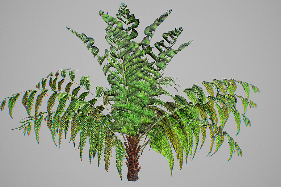 Alsophila fern young LOW in Nature - product preview 1