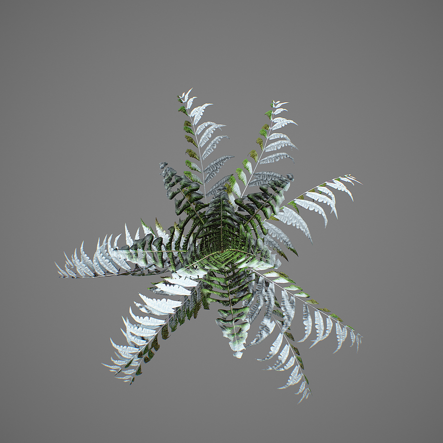 Alsophila fern young LOW in Nature - product preview 2