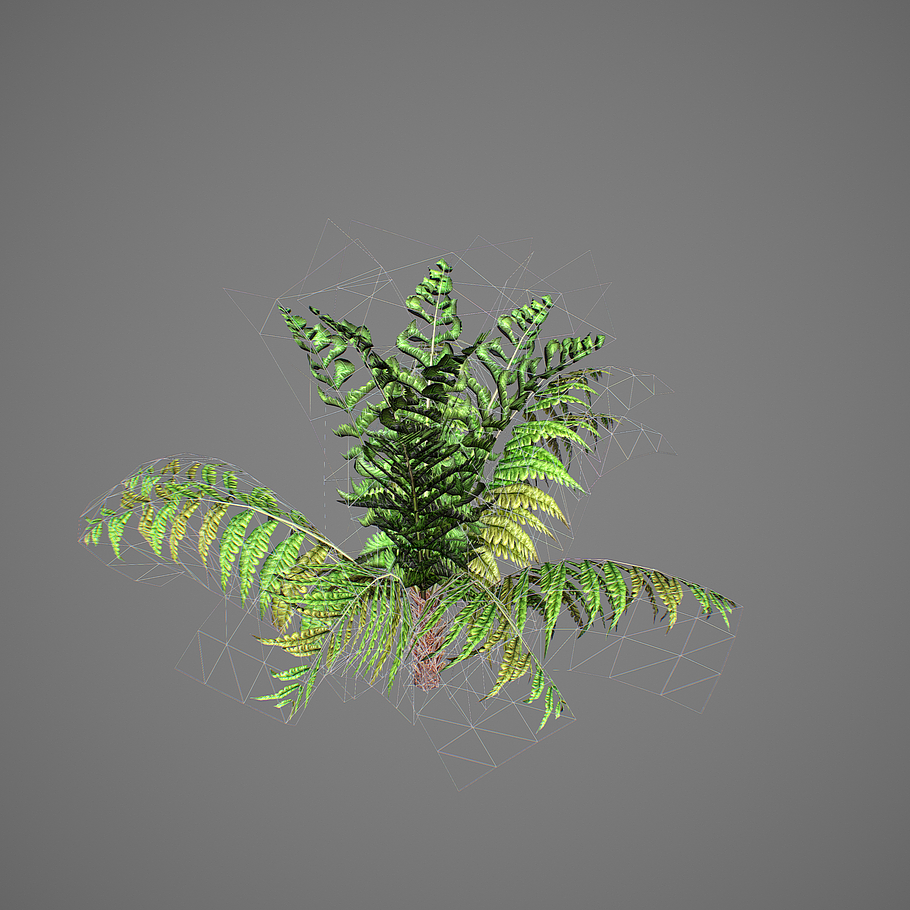 Alsophila fern young LOW in Nature - product preview 3