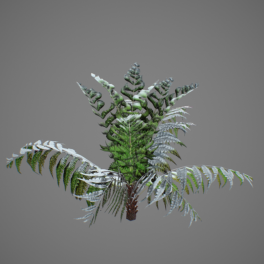Alsophila fern young LOW in Nature - product preview 5