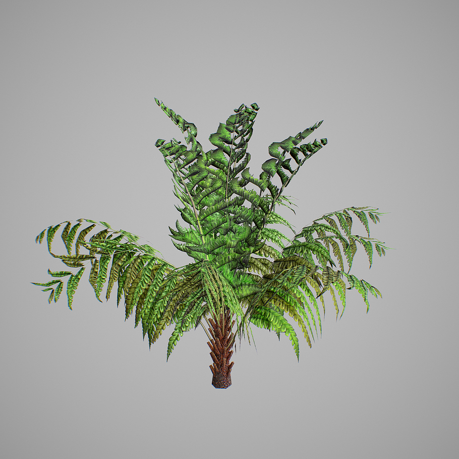 Alsophila fern young LOW in Nature - product preview 7
