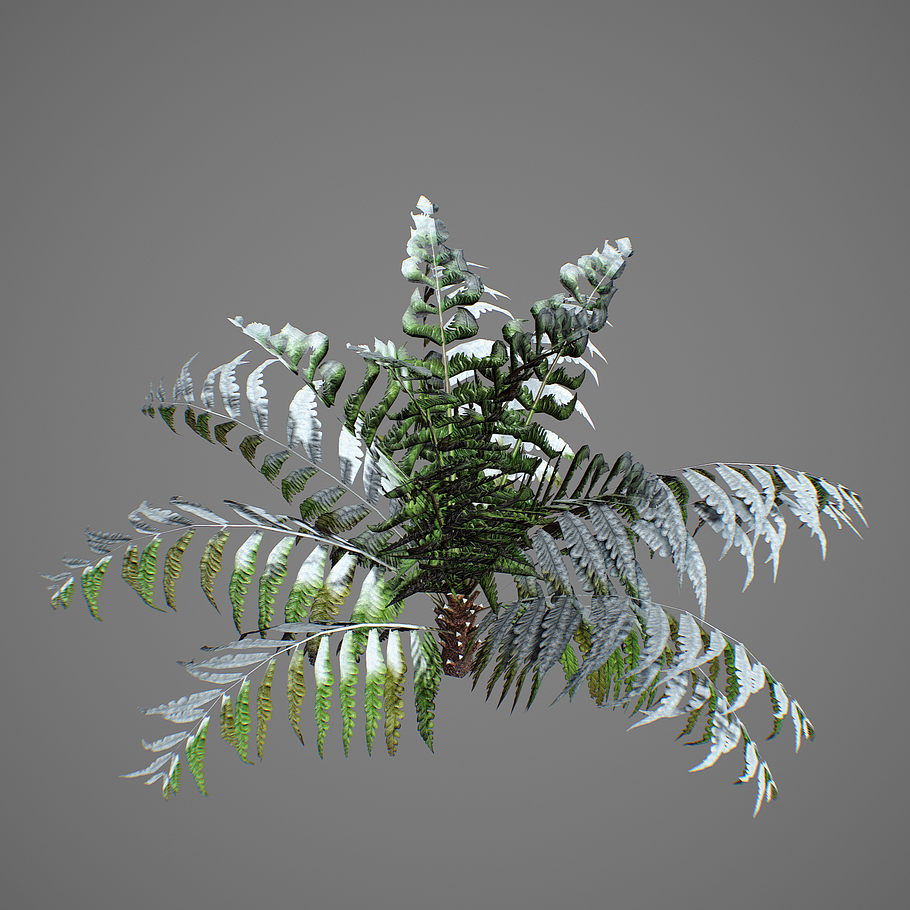 Alsophila fern young LOW in Nature - product preview 8