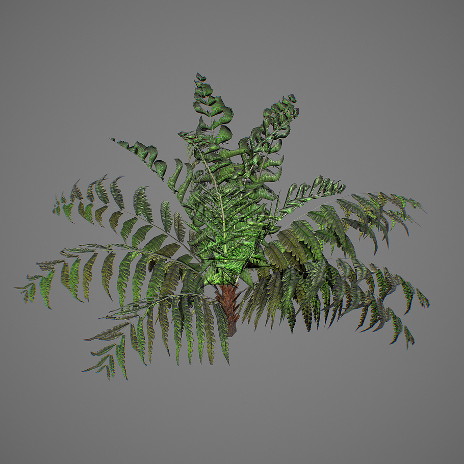 Alsophila fern young LOW in Nature - product preview 9