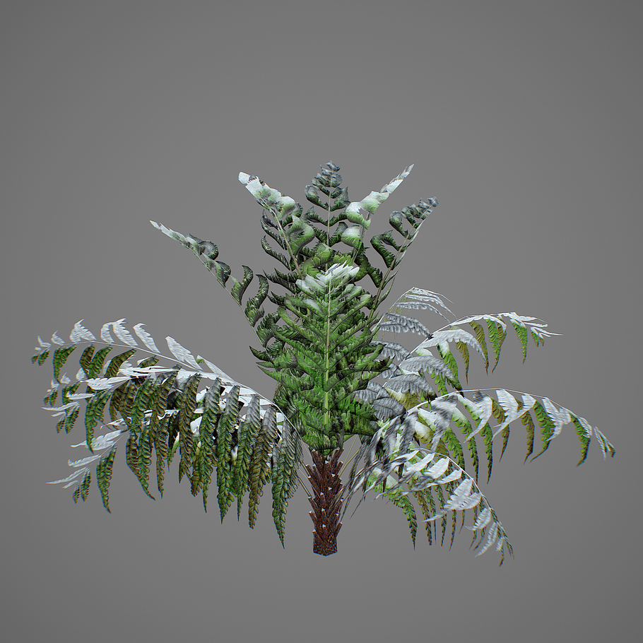 Alsophila fern young LOW in Nature - product preview 10