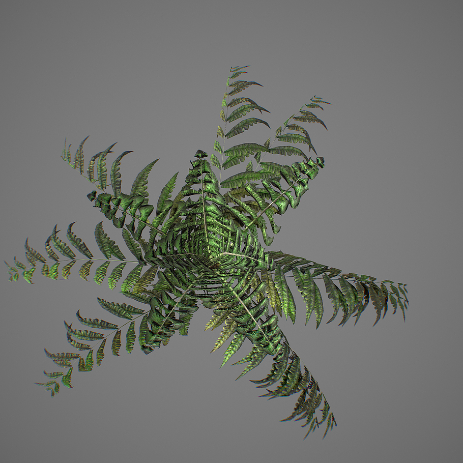 Alsophila fern young LOW in Nature - product preview 11