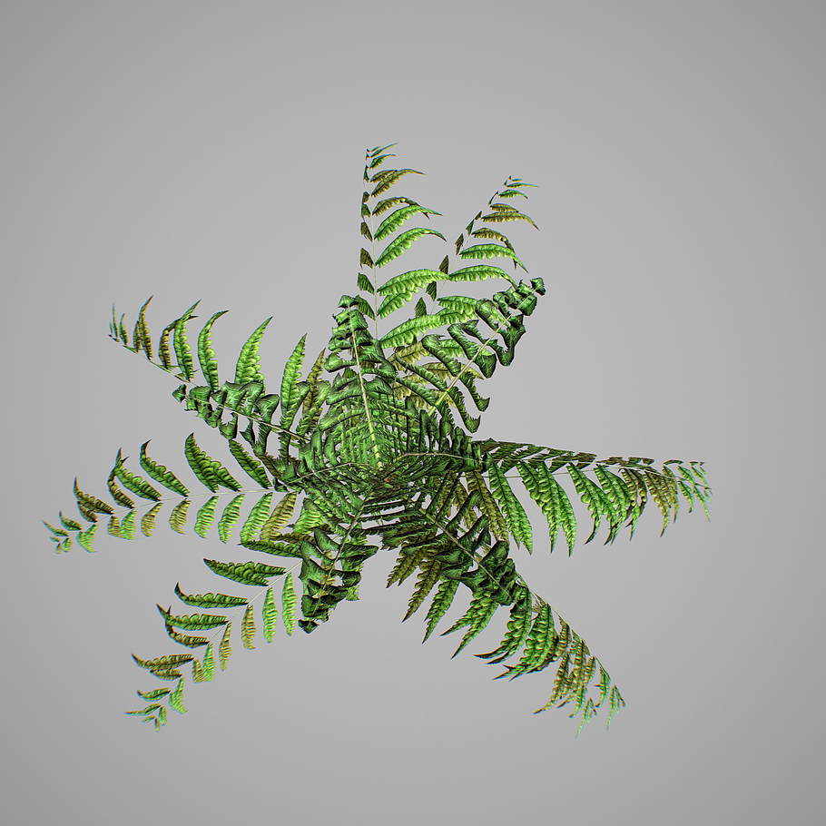 Alsophila fern young LOW in Nature - product preview 12