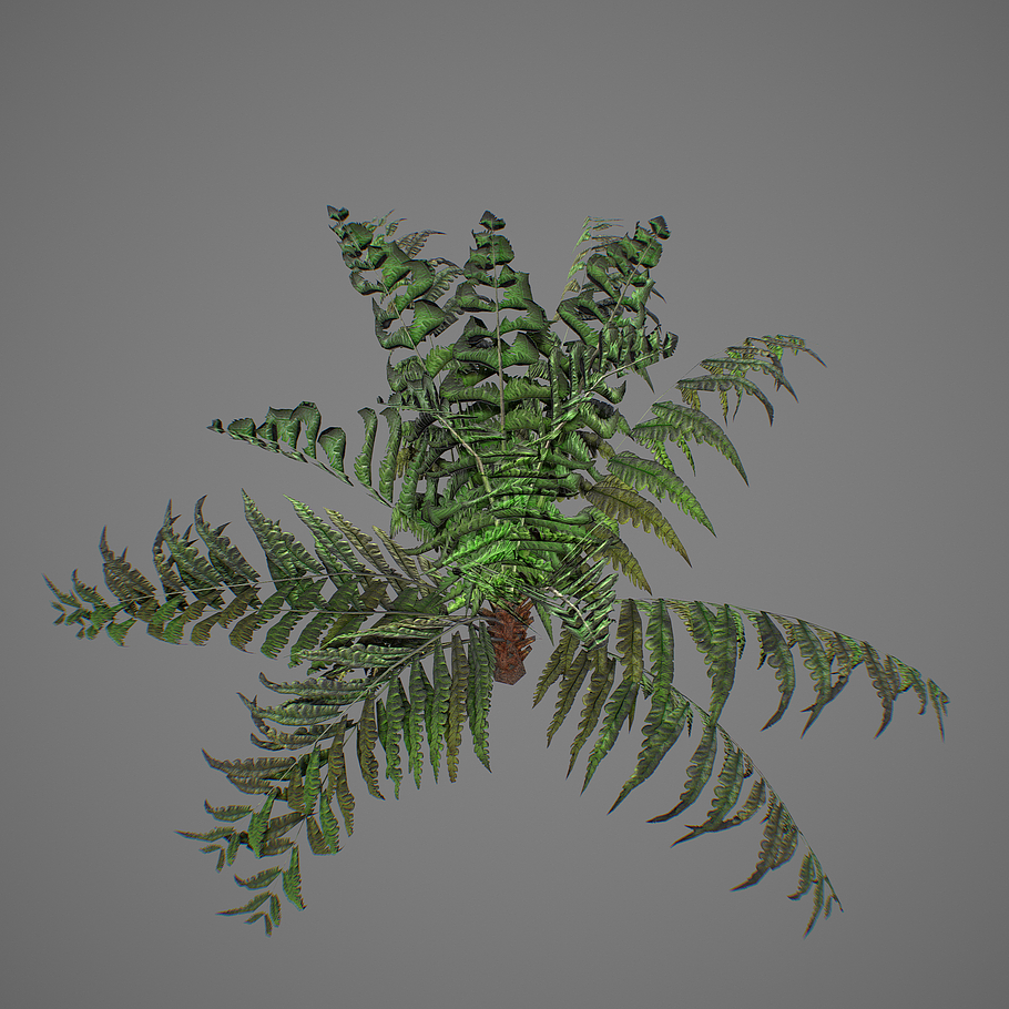 Alsophila fern young LOW in Nature - product preview 13