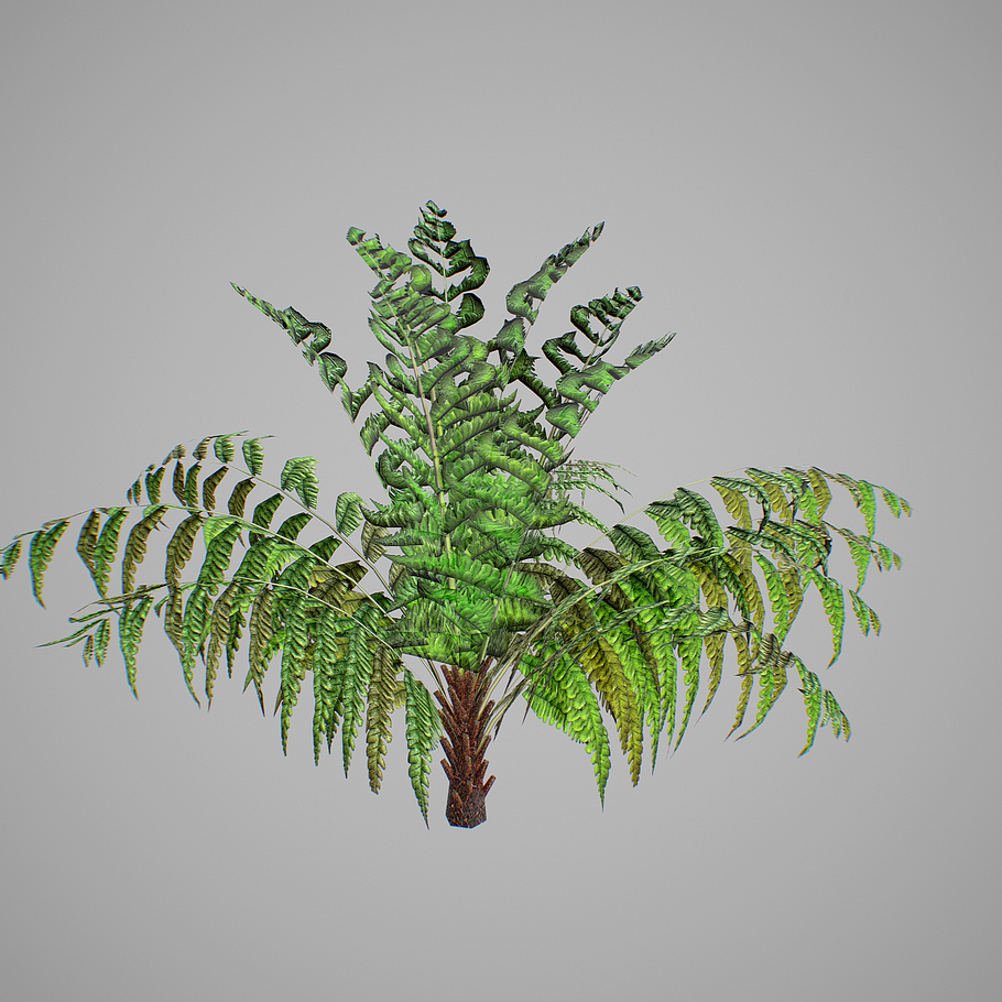 Alsophila fern young LOW in Nature - product preview 14