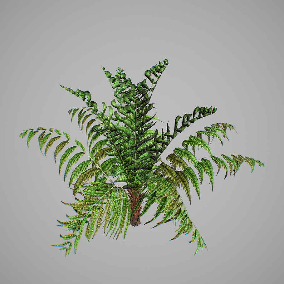 Alsophila fern young LOW in Nature - product preview 15