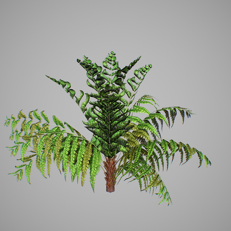 Alsophila fern young LOW in Nature - product preview 16